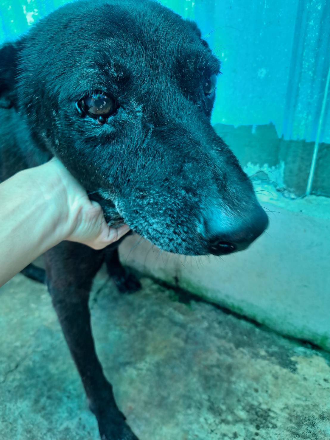 屏東縣已領養狗 混種犬