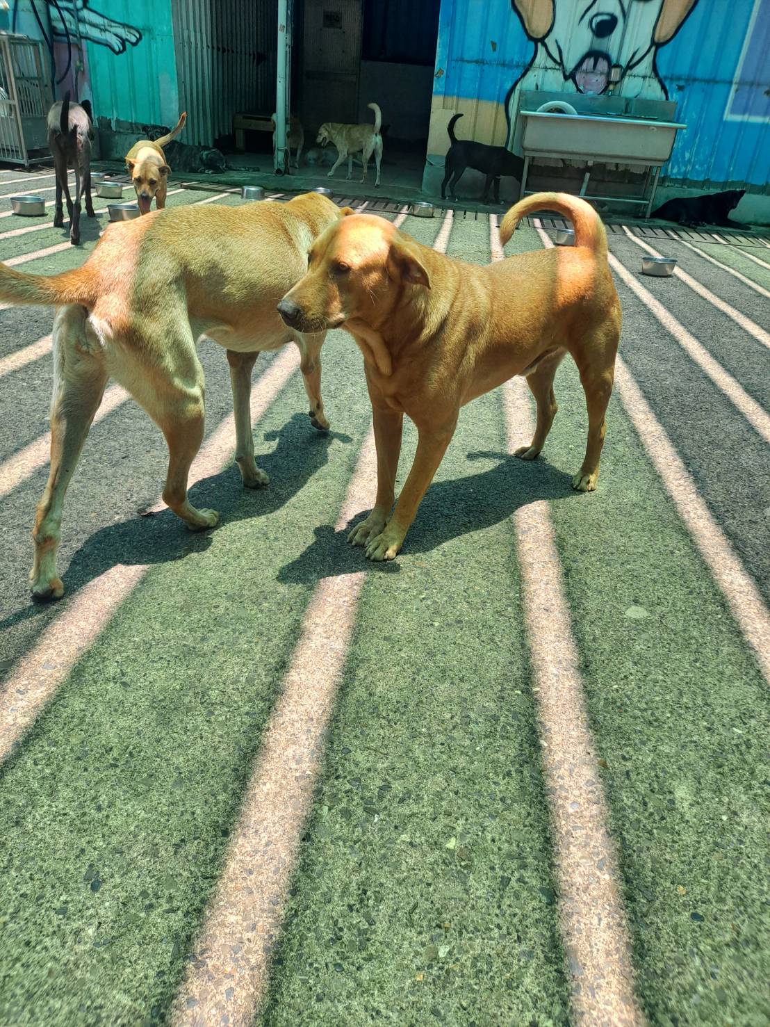 屏東縣已領養狗 混種犬