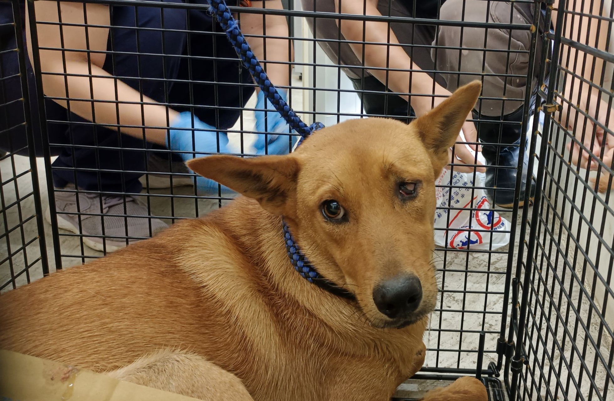 台北市已領養狗 混種犬