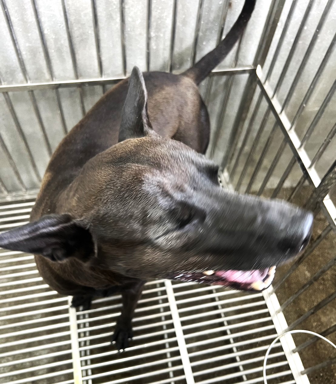 基隆市已領養狗 混種犬