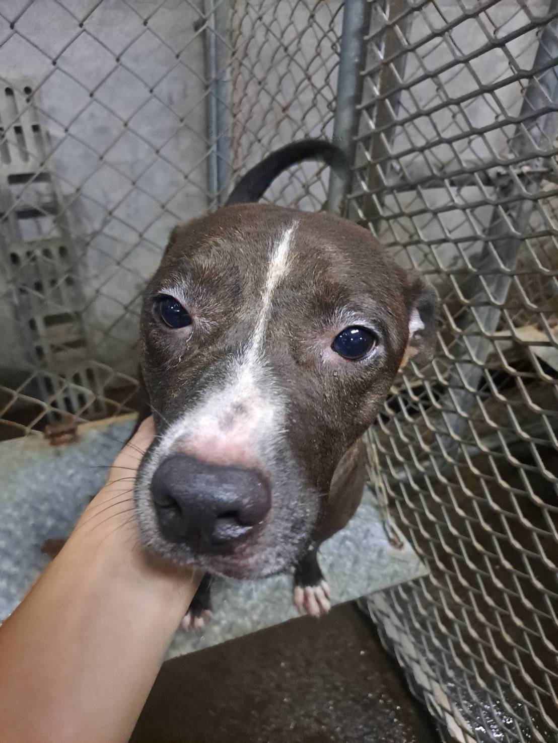 屏東縣已領養狗 比特犬