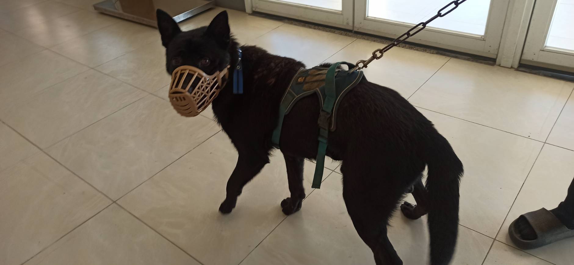 金門縣已領養狗 混種犬