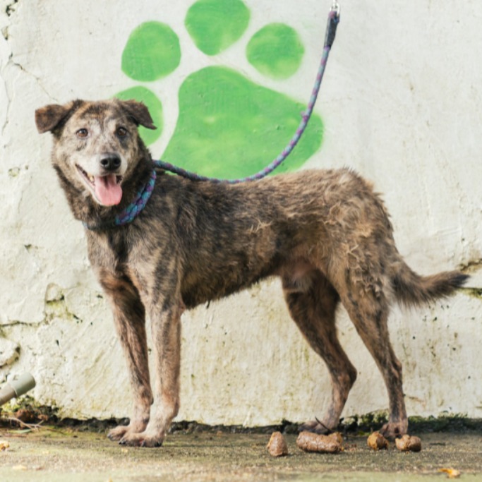 新北市已領養狗 混種犬