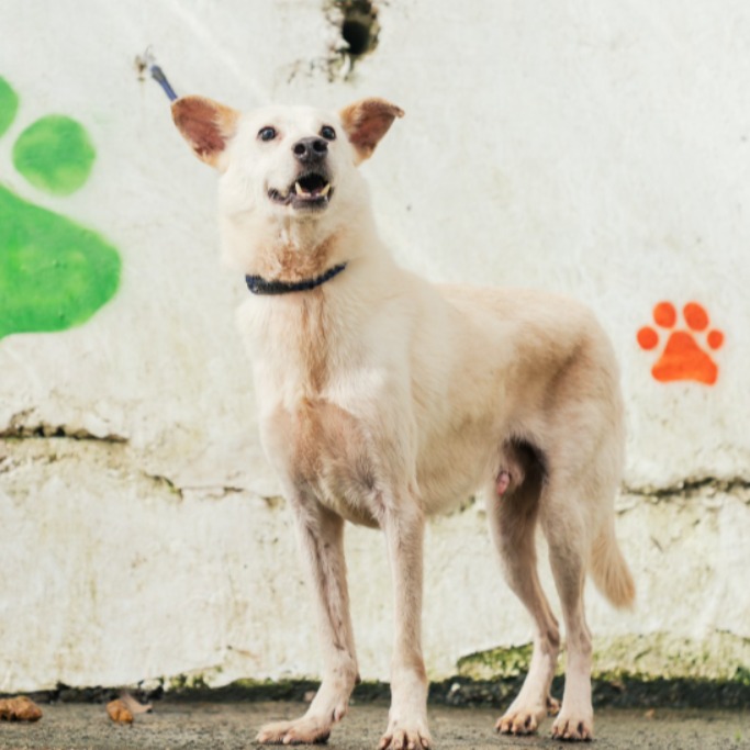 新北市已領養狗 混種犬