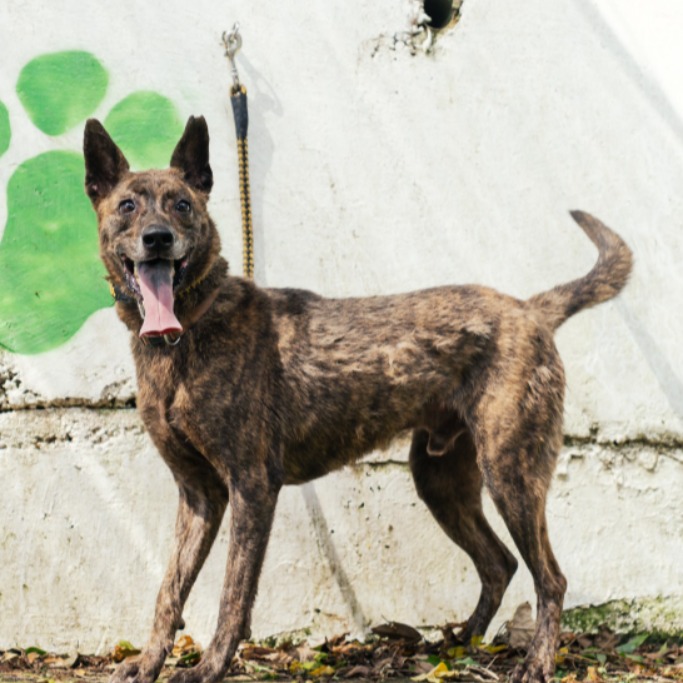 新北市已領養狗 混種犬