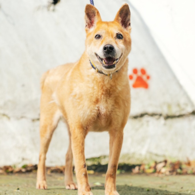 新北市已領養狗 混種犬
