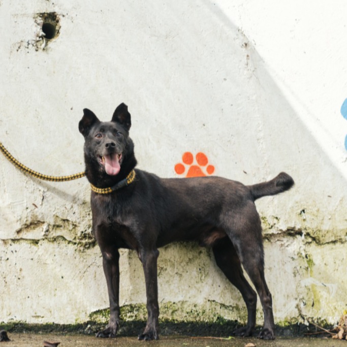 新北市已領養狗 混種犬