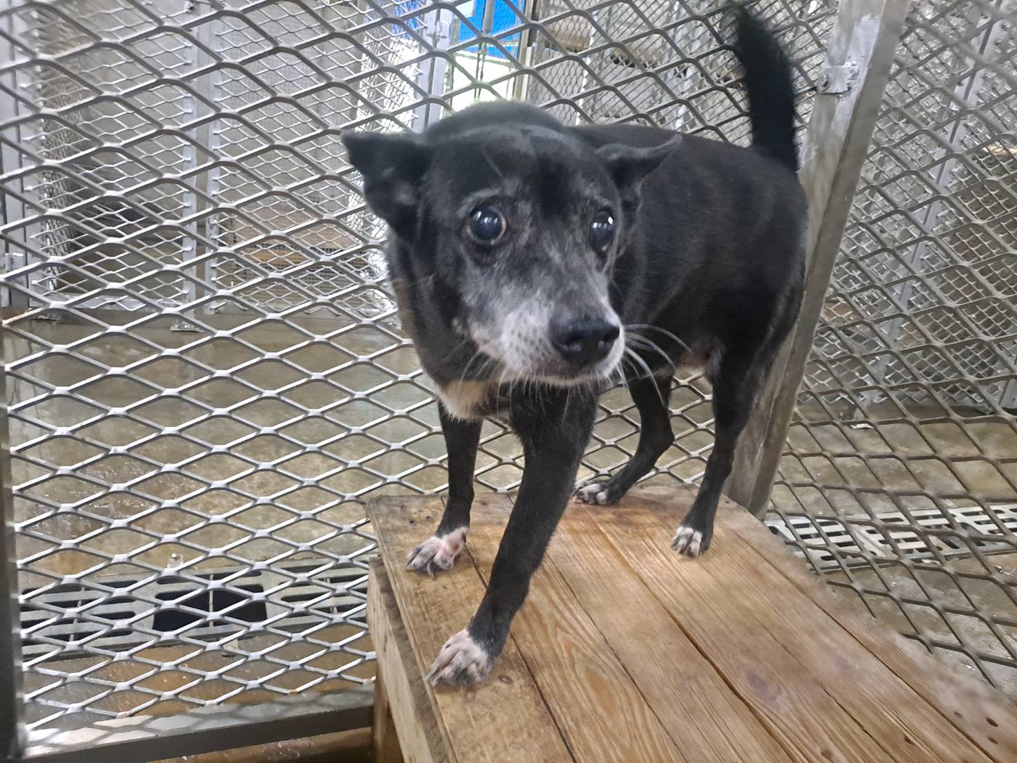 屏東縣已領養狗 混種犬