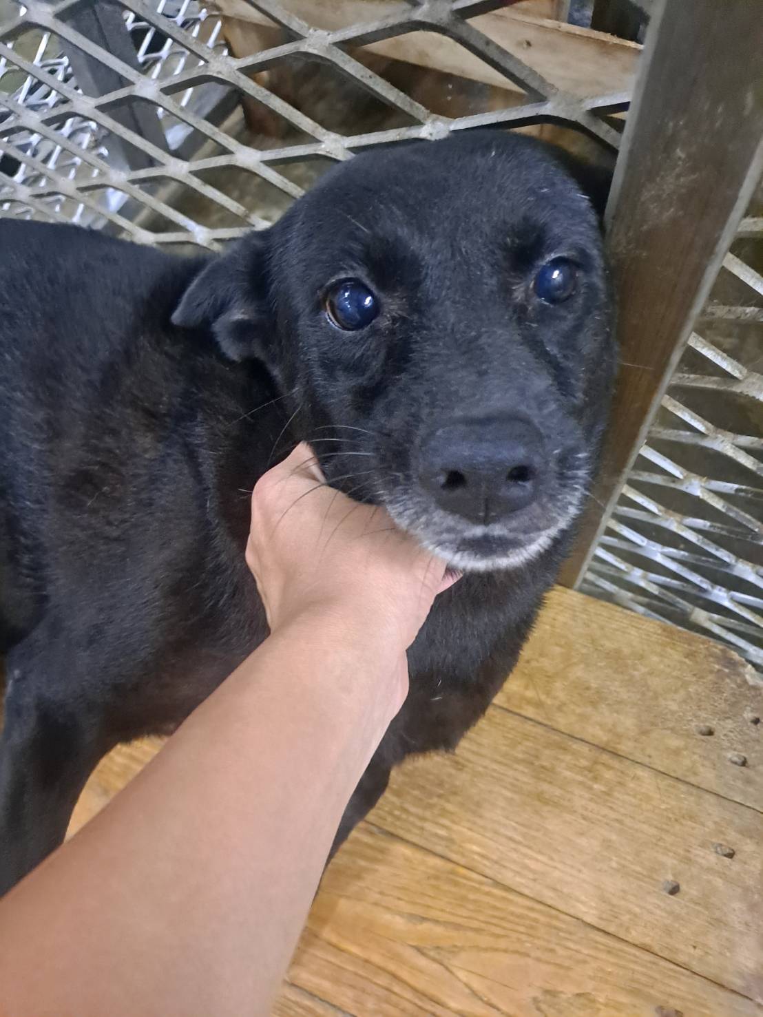 屏東縣已領養狗 混種犬