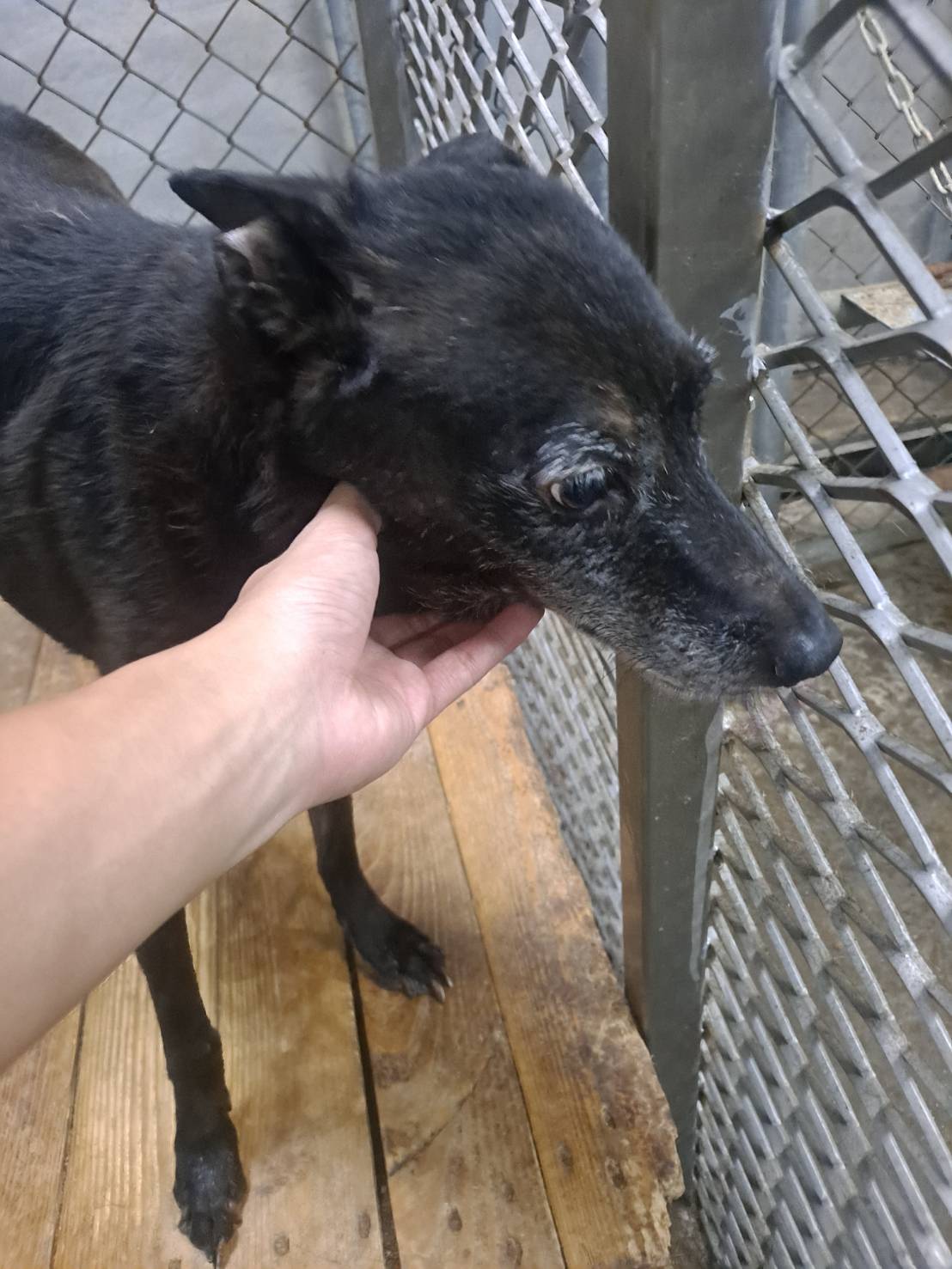 屏東縣已領養狗 混種犬