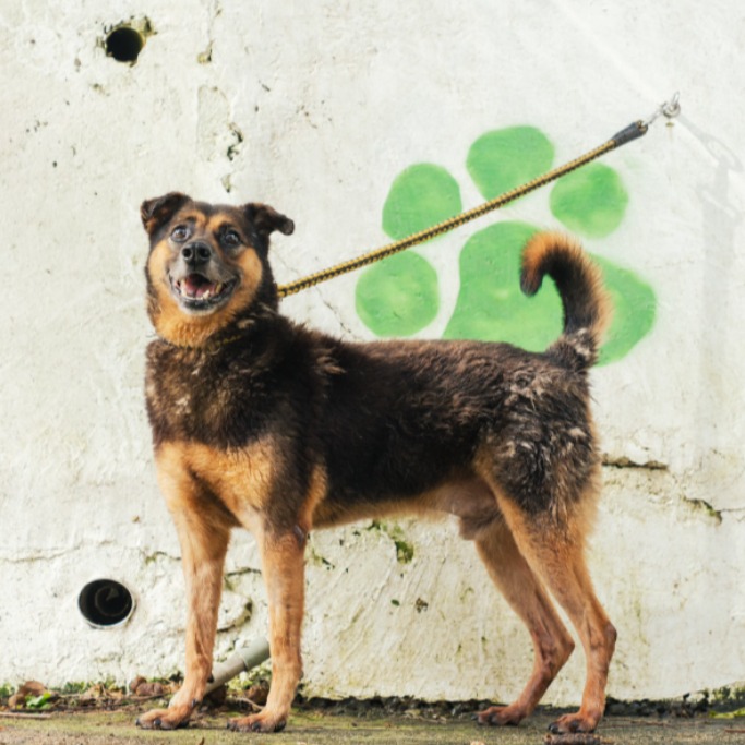 新北市已領養狗 混種犬