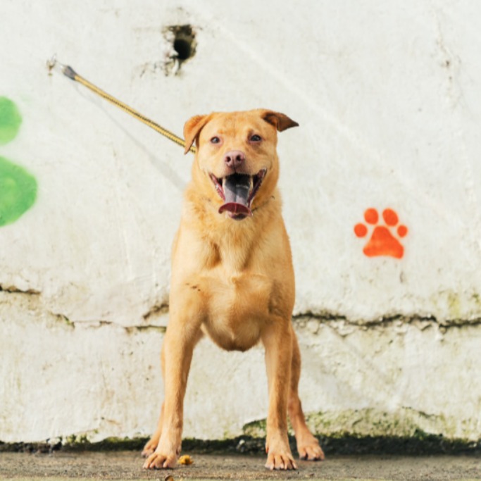 新北市已領養狗 混種犬