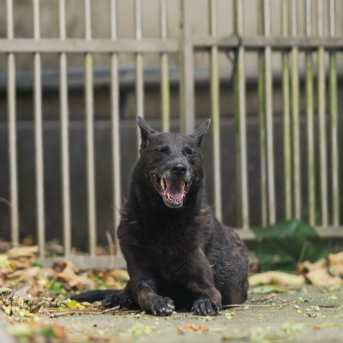 新北市已領養狗 混種犬