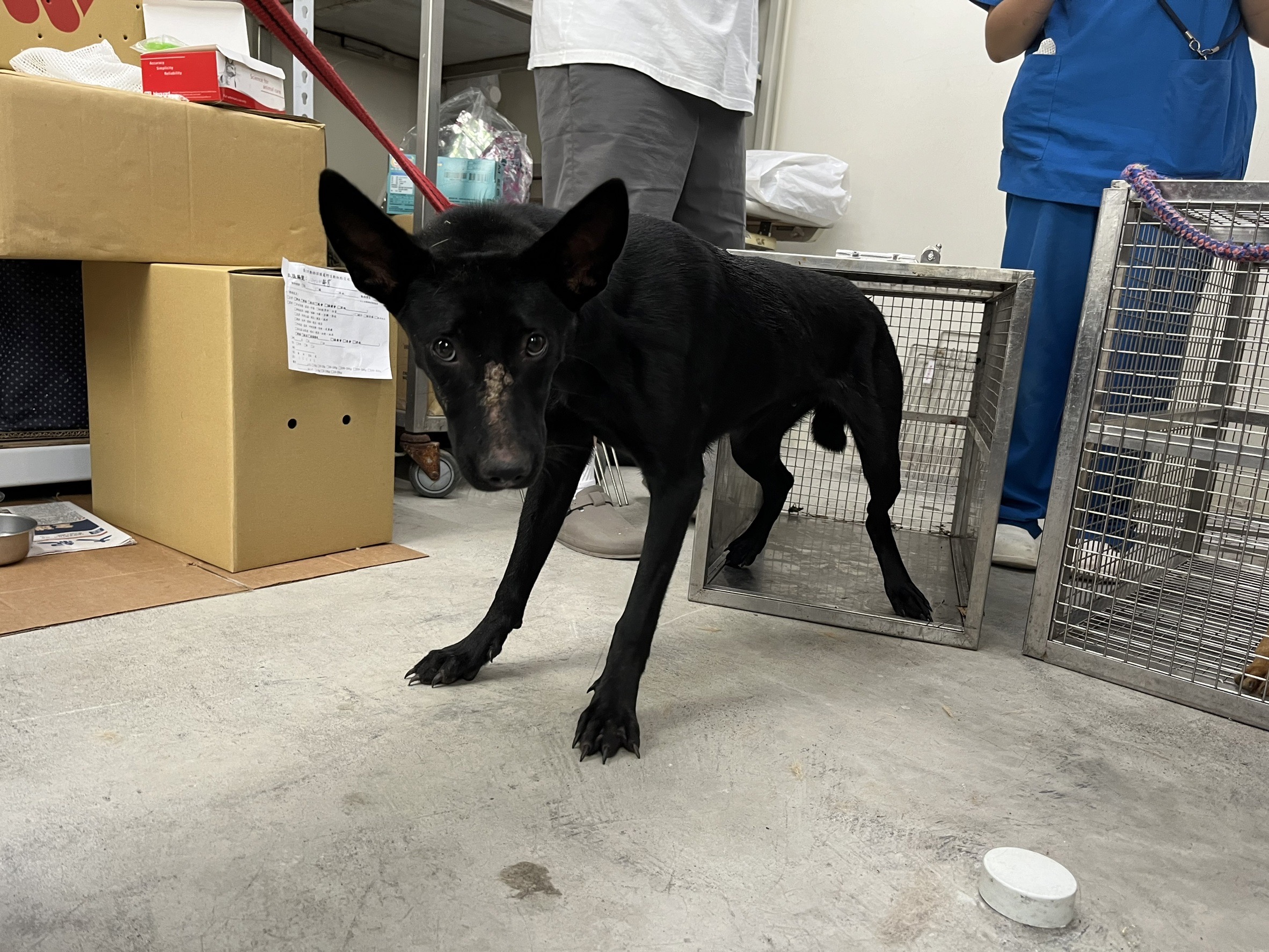台北市已領養狗 混種犬