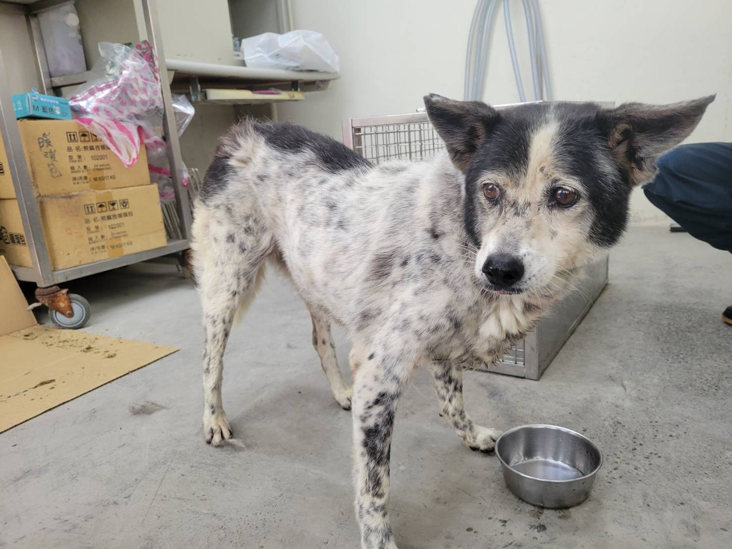 台北市已領養狗 混種犬