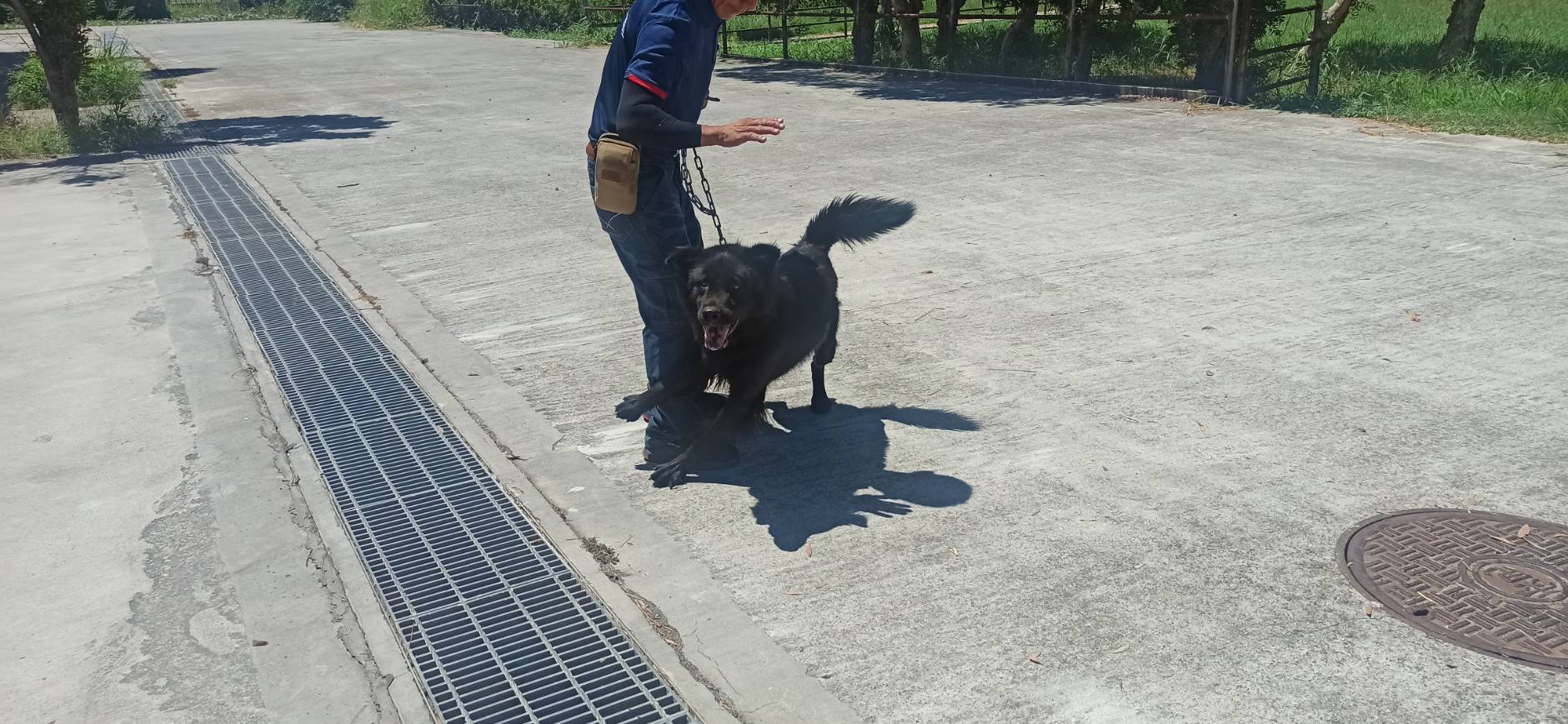 金門縣已領養狗 混種犬
