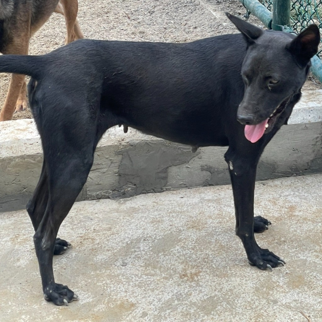 苗栗縣已領養狗 混種犬