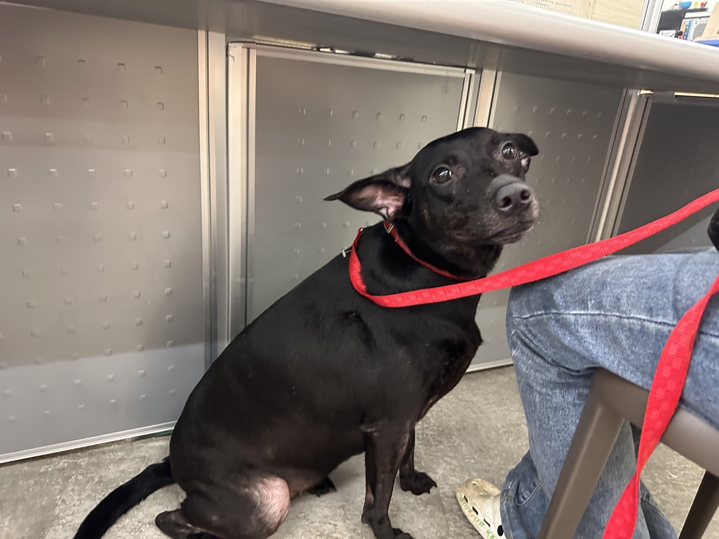台北市已領養狗 混種犬