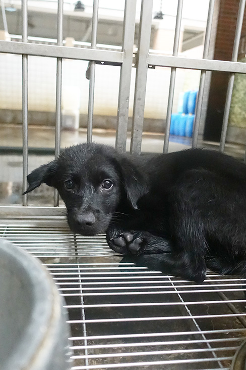 宜蘭縣已領養狗 混種犬