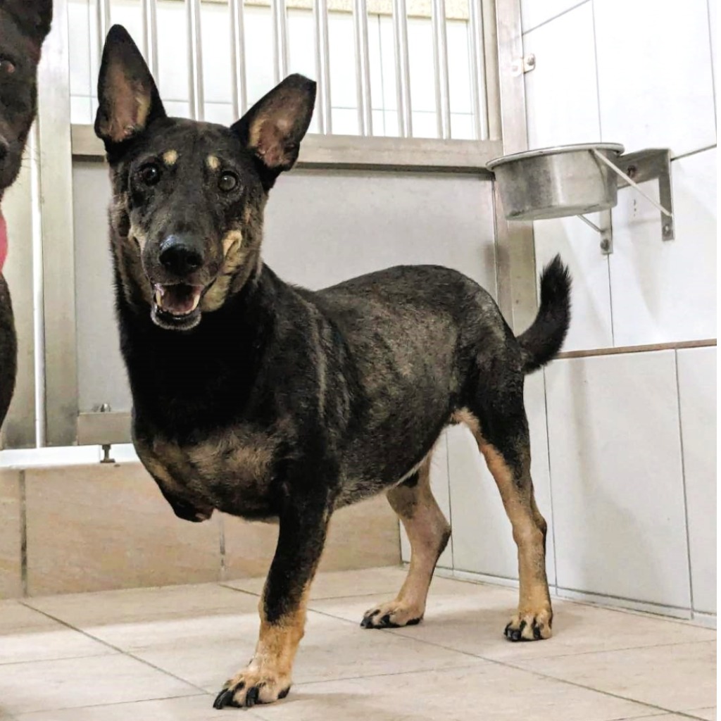 新竹縣已領養狗 混種犬