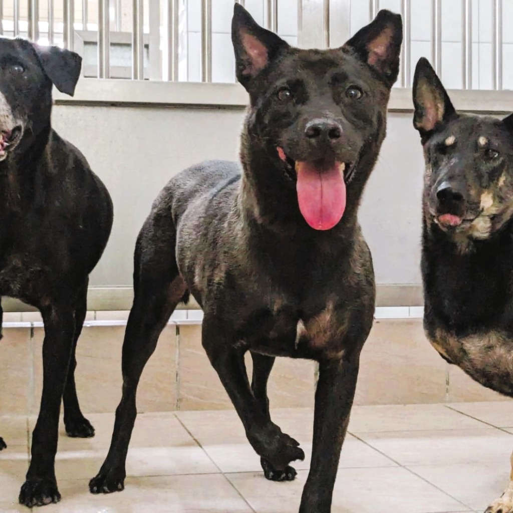 新竹縣已領養狗 混種犬