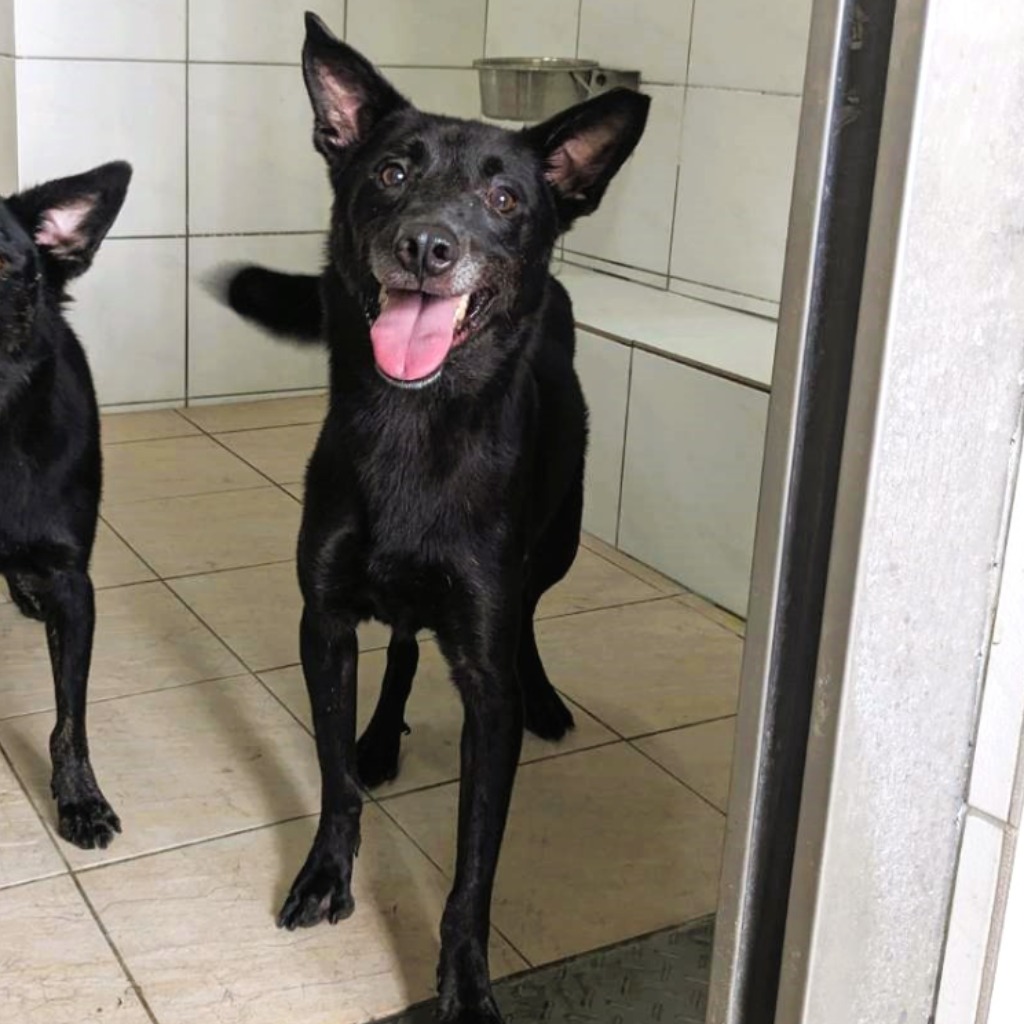 新竹縣已領養狗 混種犬