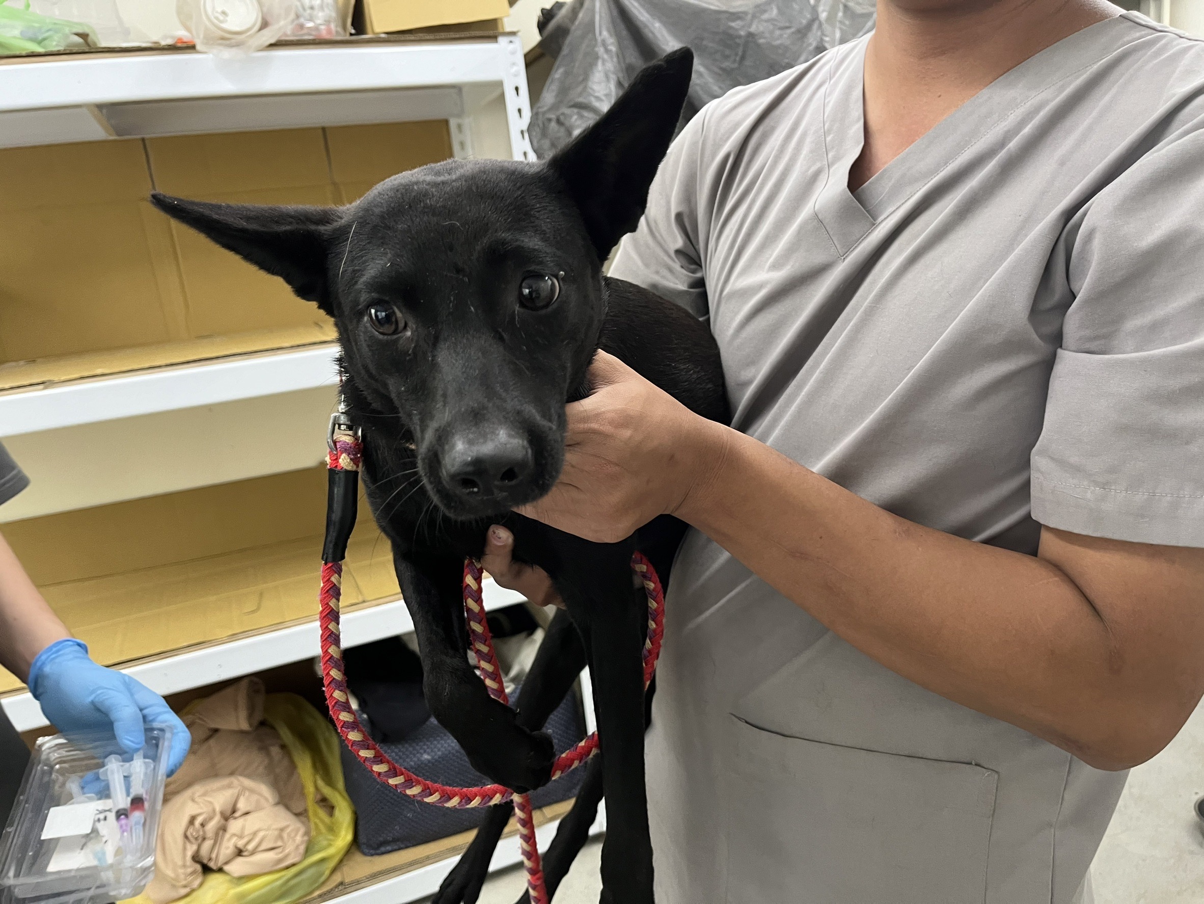 台北市已領養狗 混種犬