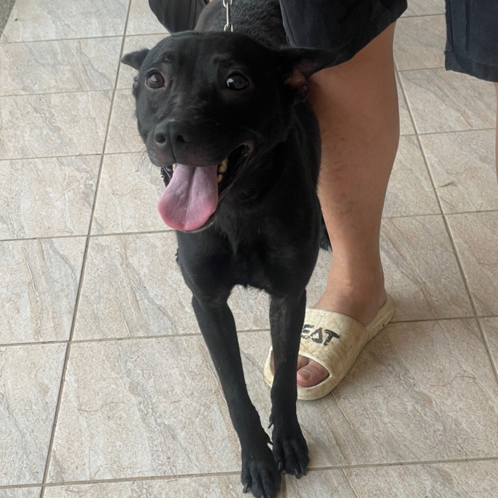 苗栗縣已領養狗 台灣犬