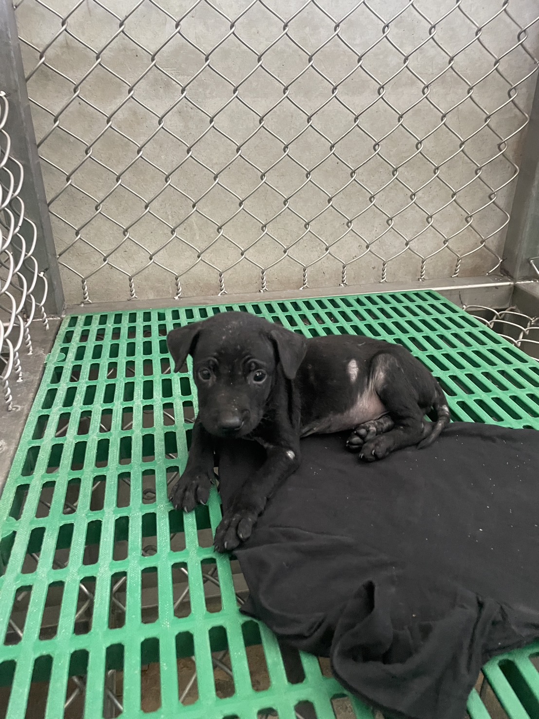 台東縣已領養狗 混種犬