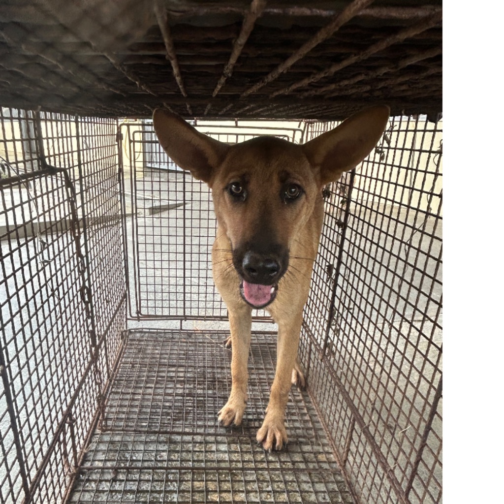 澎湖縣已領養狗 混種犬