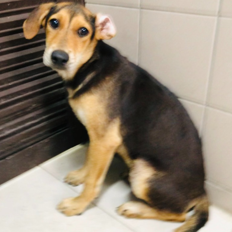 高雄市已領養狗 混種犬