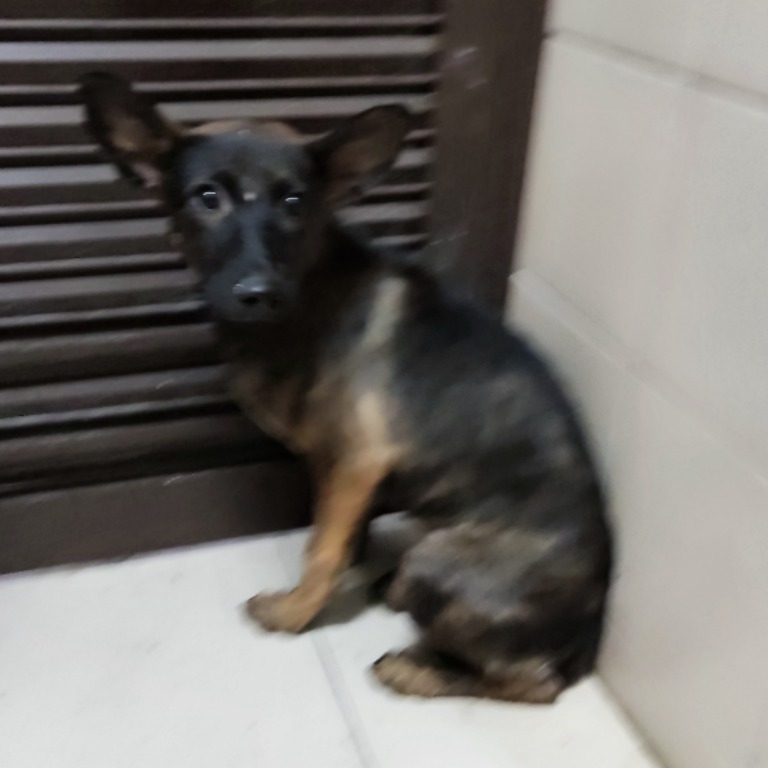 高雄市已領養狗 混種犬