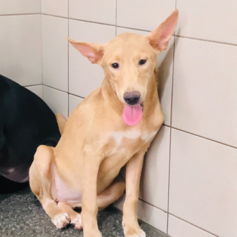 高雄市已領養狗 混種犬