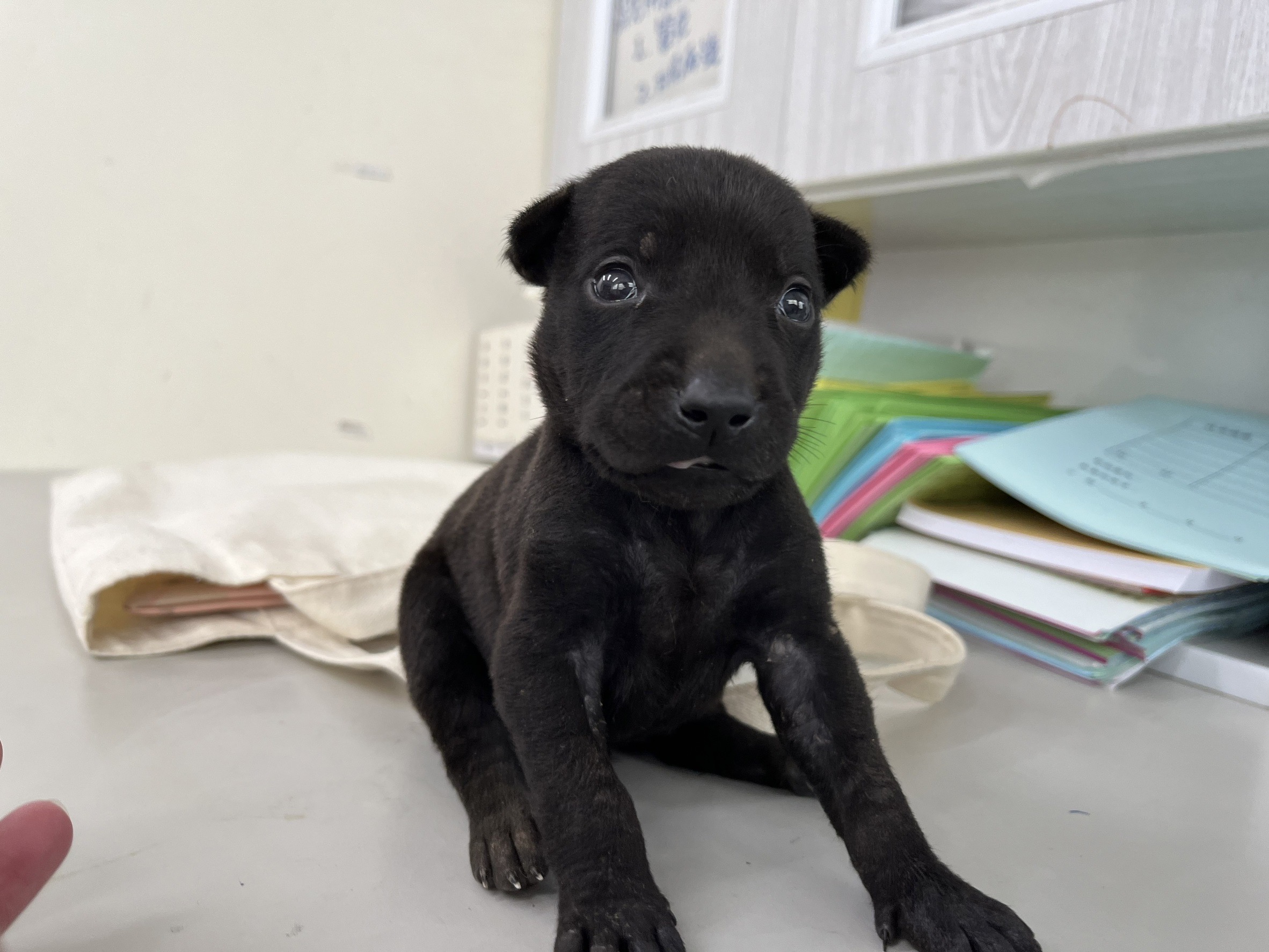 台北市已領養狗 混種犬