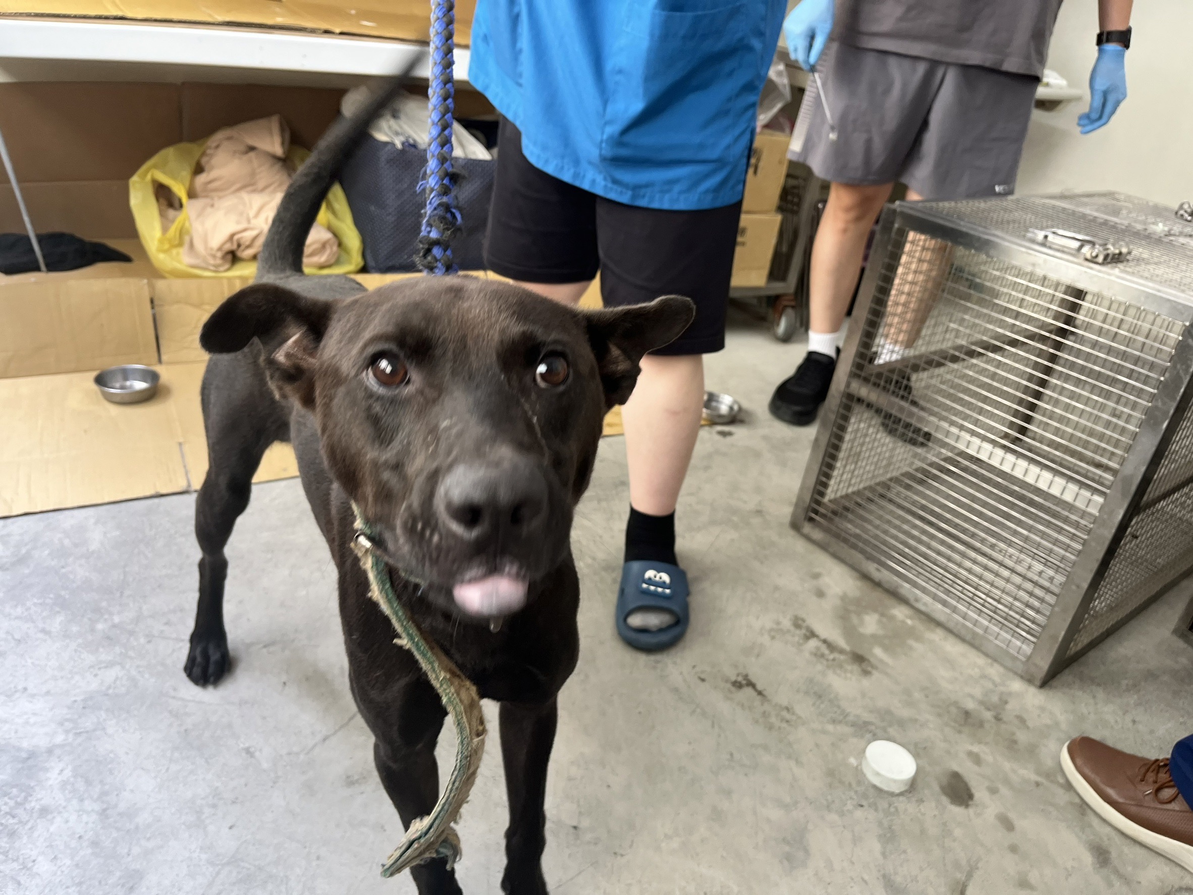 台北市已領養狗 混種犬