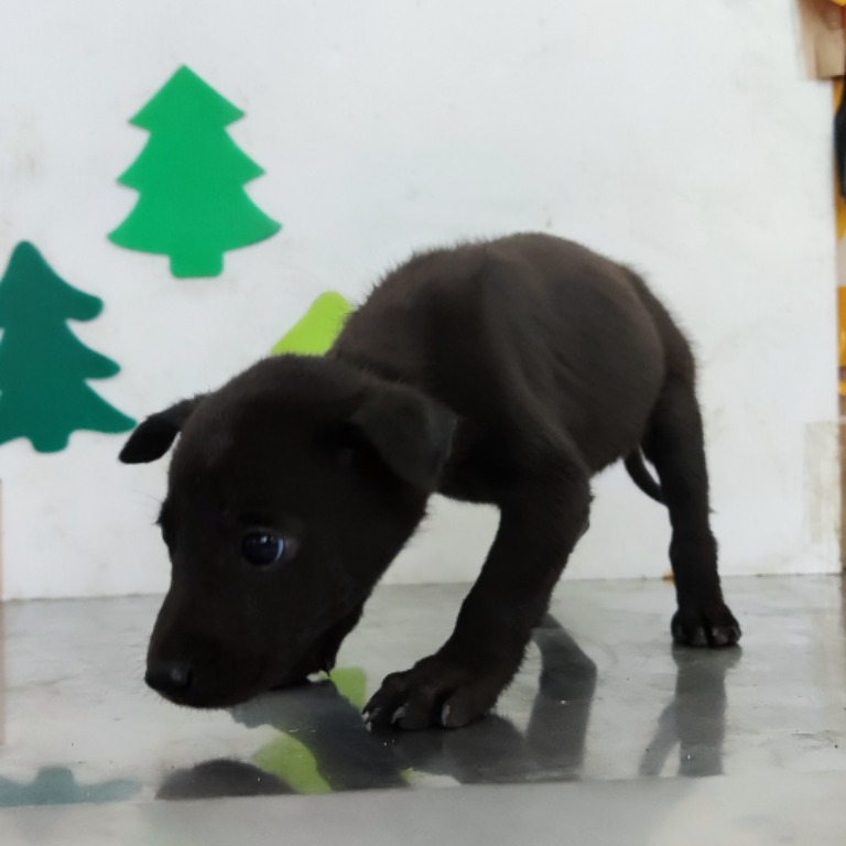 高雄市已領養狗 混種犬