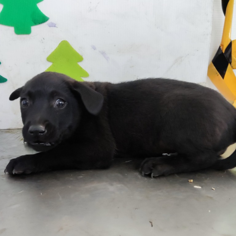 高雄市已領養狗 混種犬