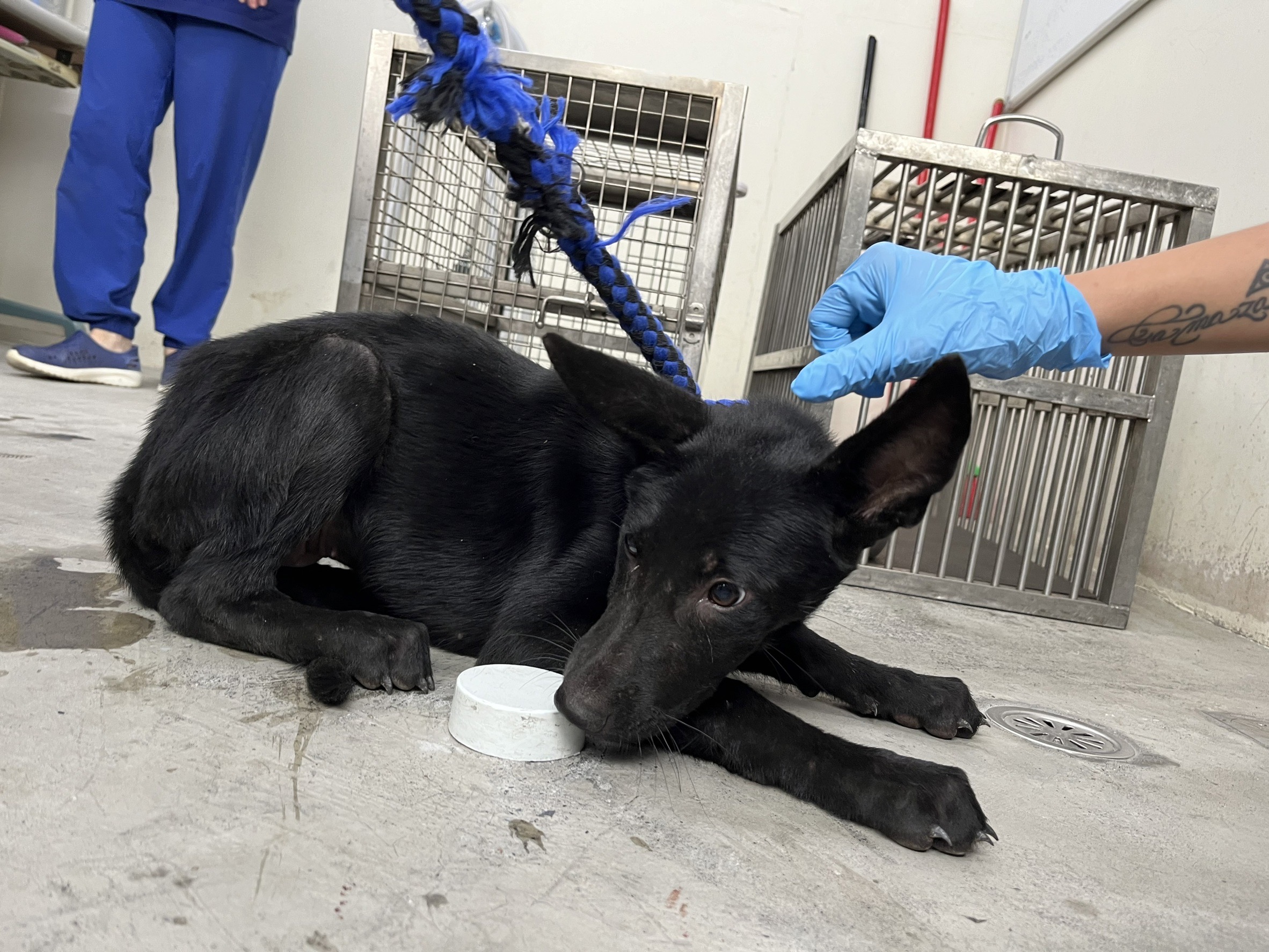 台北市已領養狗 混種犬