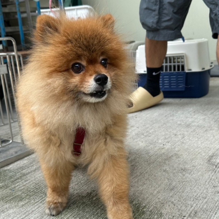 台北市已領養狗 博美犬