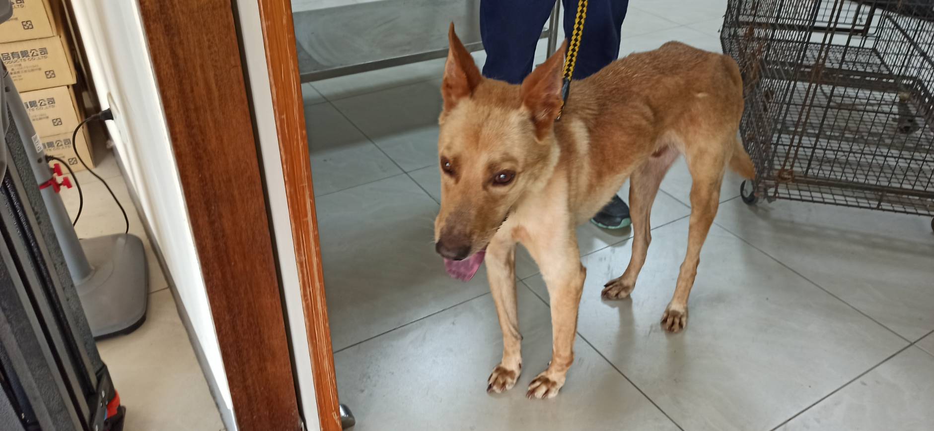 金門縣已領養狗 混種犬