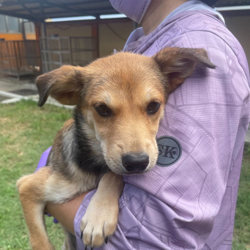 澎湖縣已領養狗 混種犬