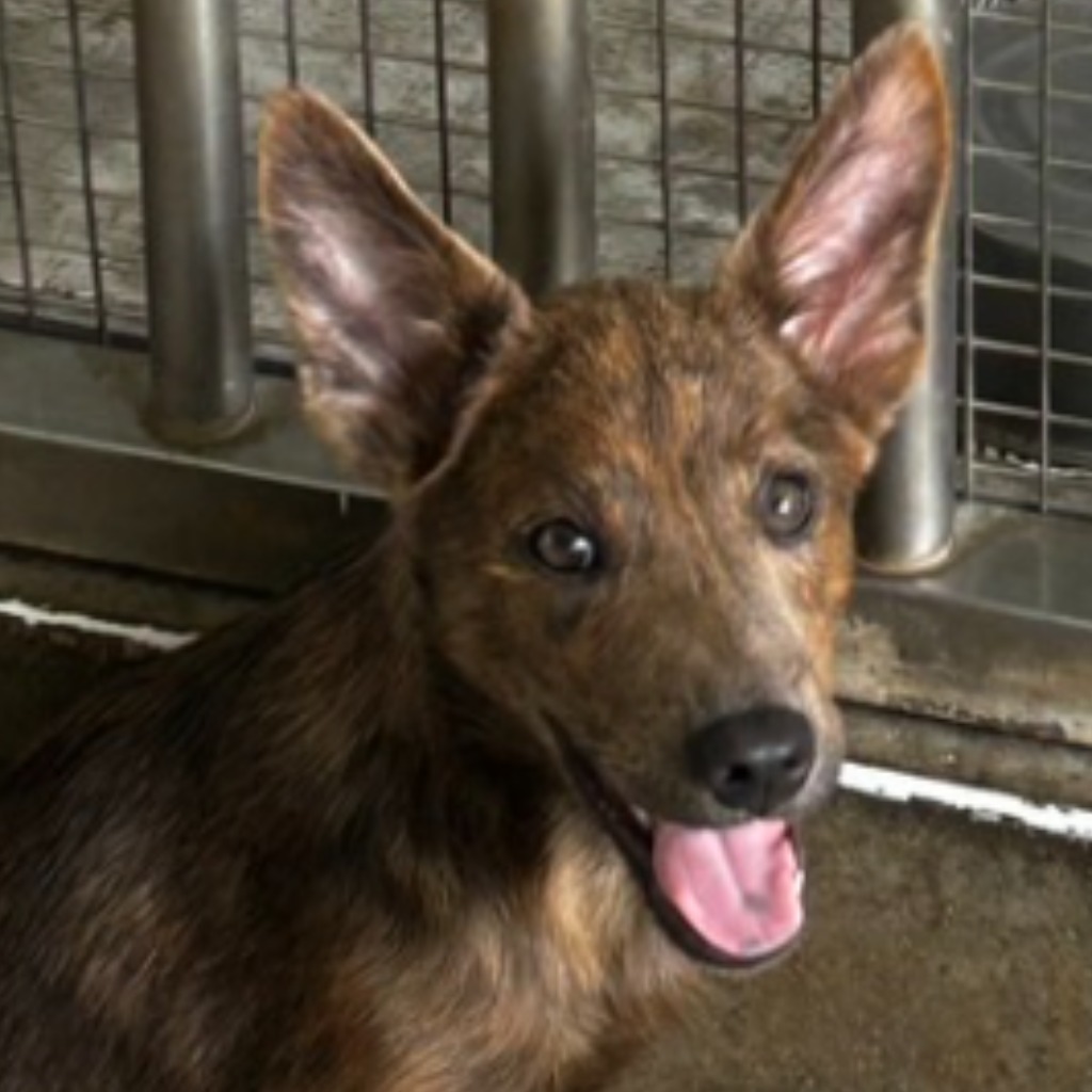 澎湖縣已領養狗 混種犬