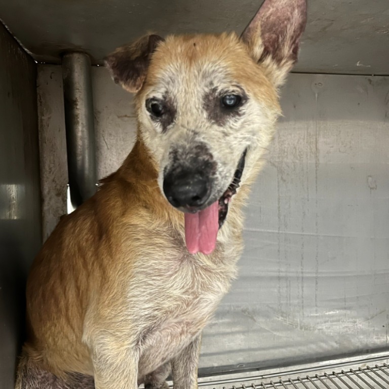 台北市已領養狗 混種犬
