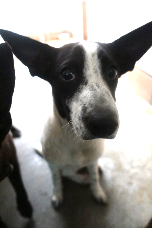 宜蘭縣已領養狗 混種犬