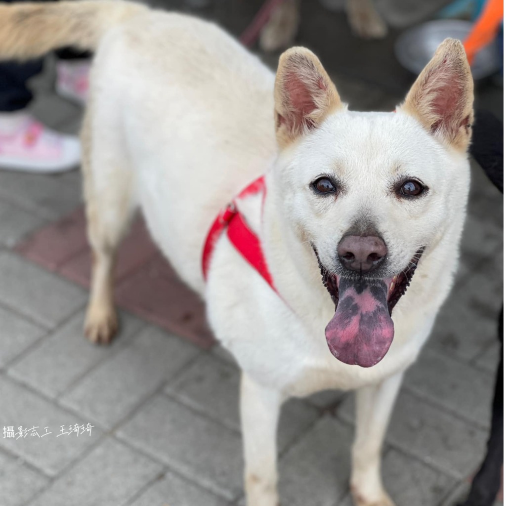 台南市已領養狗 混種犬