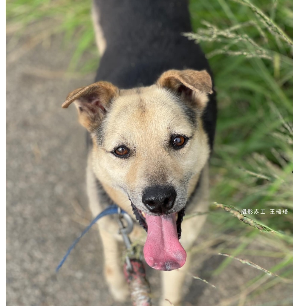 台南市已領養狗 混種犬