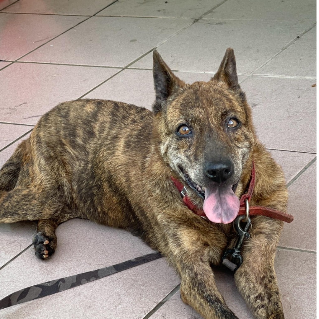 台南市已領養狗 混種犬