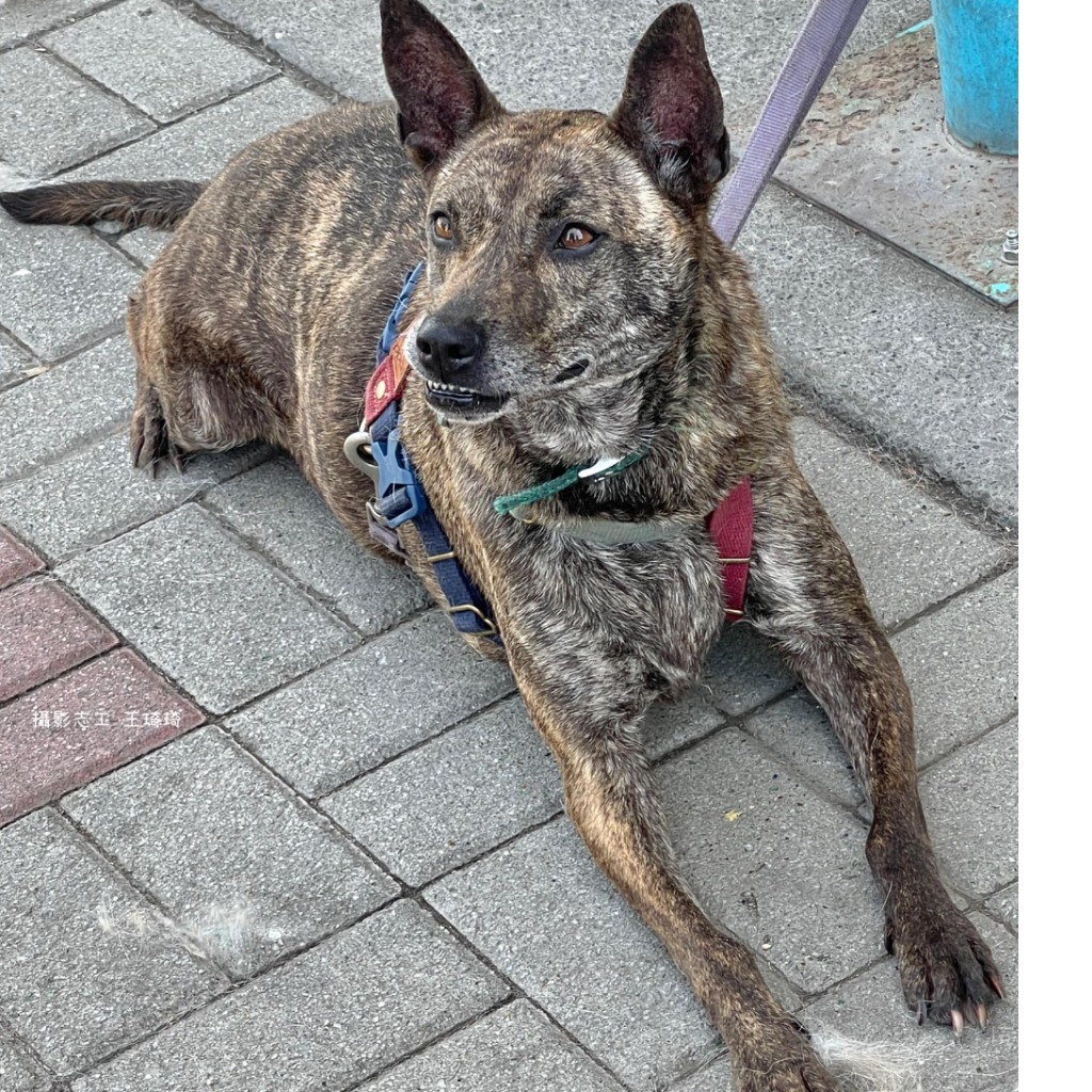 台南市已領養狗 混種犬