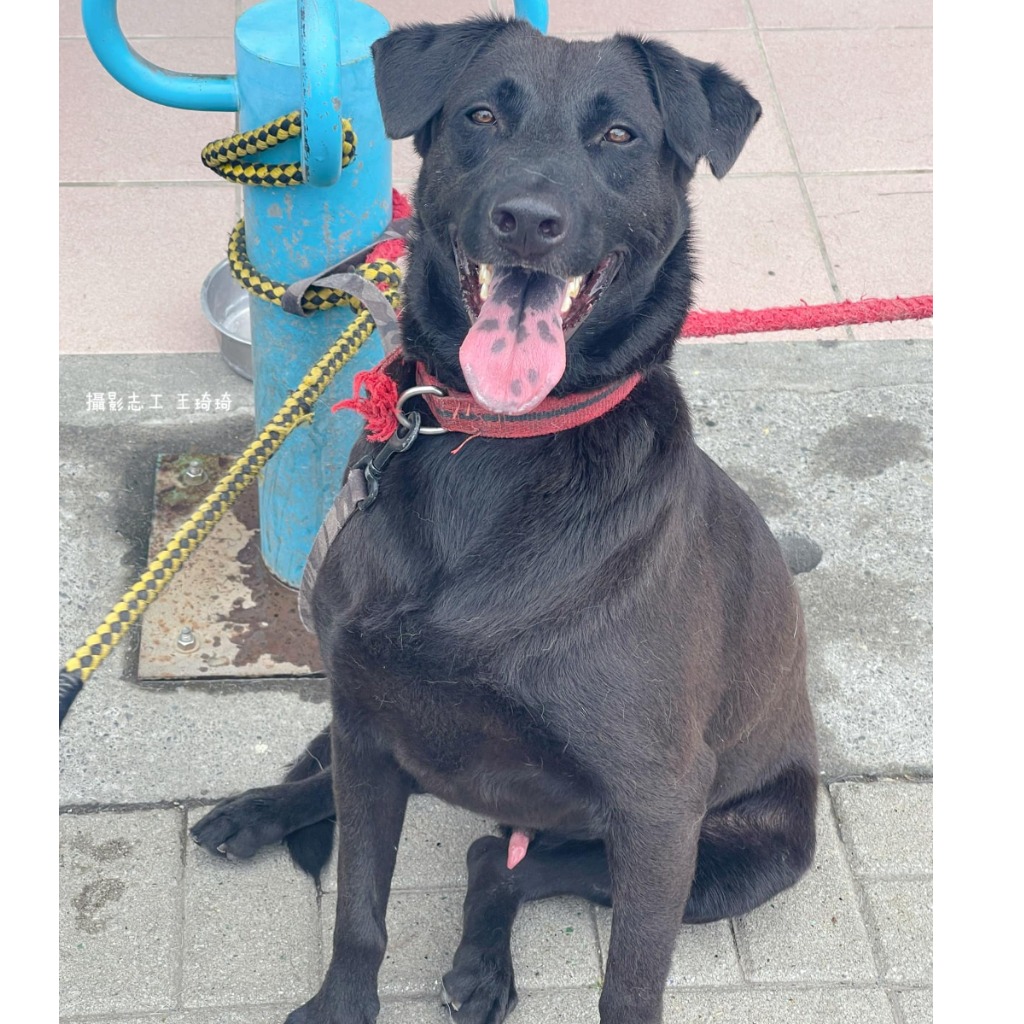 台南市已領養狗 混種犬
