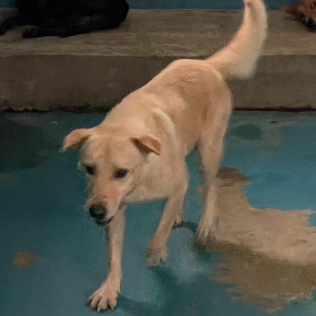 苗栗縣已領養狗 混種犬